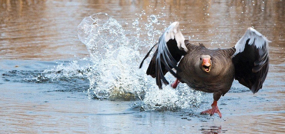 C’est quoi ce piaf dans le jardin ? Apprenez à reconnaitre les oiseaux